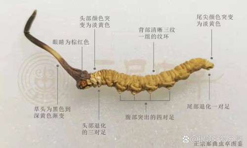 进口双氯芬酸钠双释放肠溶胶囊-进口双氯芬酸钠胶囊网—知名的进口双氯芬酸钠双释放肠溶胶囊网站,分享进口双氯芬酸钠胶囊说明书知识